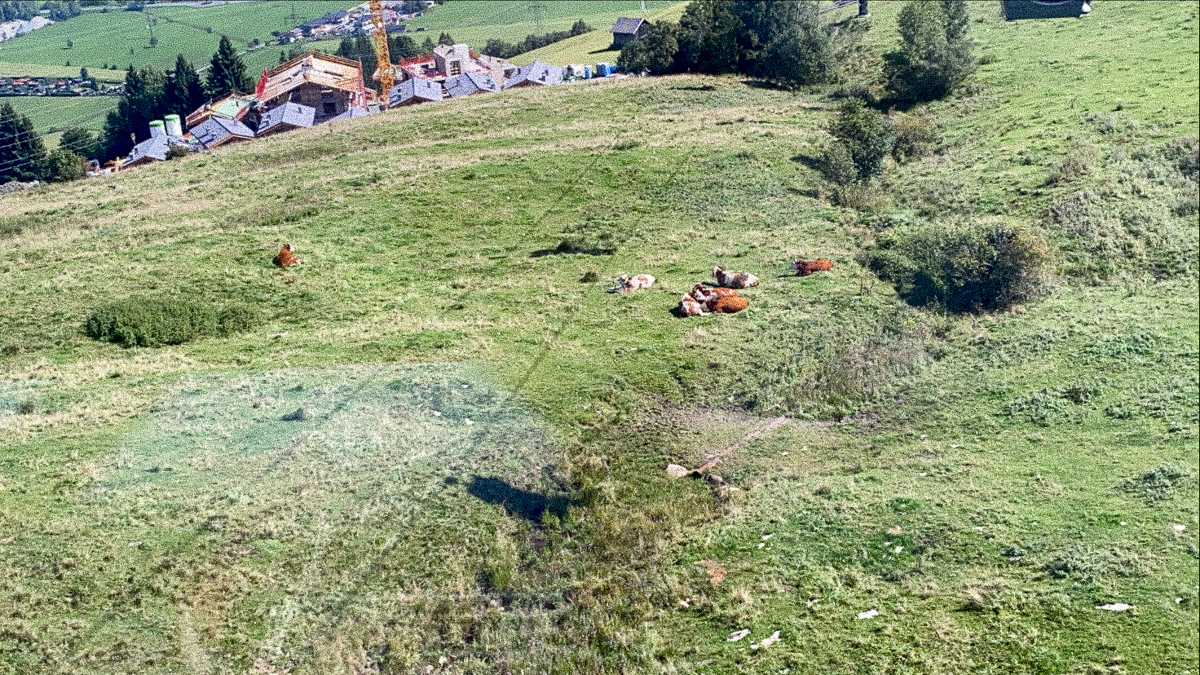 Cows relaxing_cissiama
